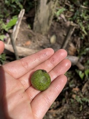 Brosimum alicastrum