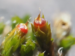 Schistidium apocarpum