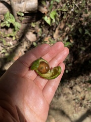 Brosimum alicastrum