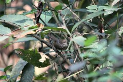 Pellorneum ruficeps