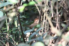 Pellorneum ruficeps