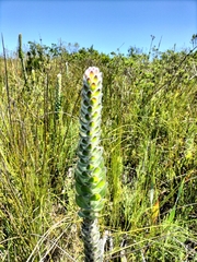 Mimetes pauciflorus