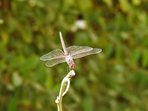 Violet Dropwing