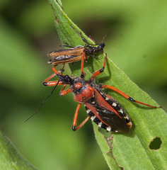 Rhynocoris iracundus