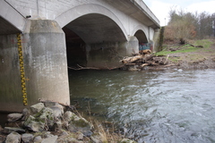 Syntrichia latifolia