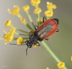 Malachius aeneus