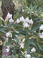 Chamaecytisus prolifer