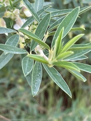 Chamaecytisus prolifer