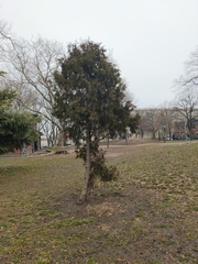 Cupressaceae