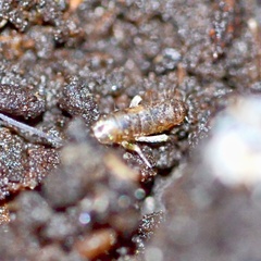 Tomocerus minor