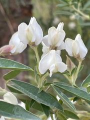 Chamaecytisus prolifer