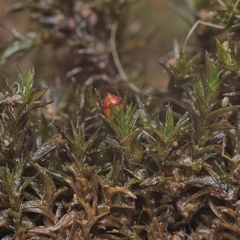 Schistidium rivulare