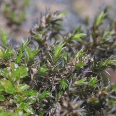 Schistidium rivulare