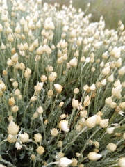Helichrysum reflexum