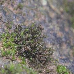 Schistidium rivulare