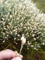 Helichrysum reflexum
