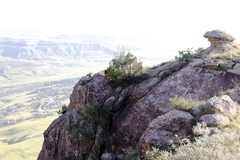 Widdringtonia nodiflora