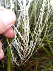 Helichrysum reflexum