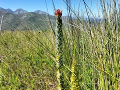 Mimetes pauciflorus