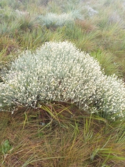 Helichrysum reflexum