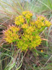 Crassula alba