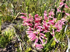 Erica densifolia
