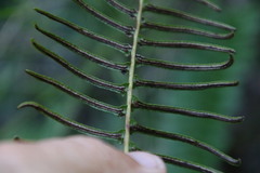 Blechnum punctulatum