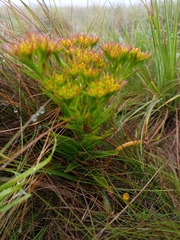 Crassula alba