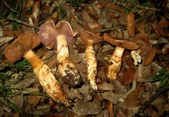 Cortinarius caligatus