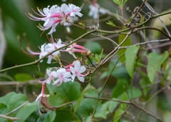 Rhododendron canescens