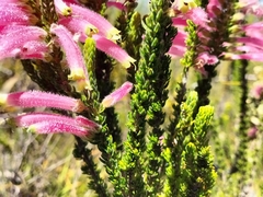 Erica densifolia