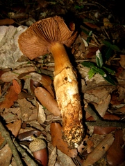 Cortinarius caligatus