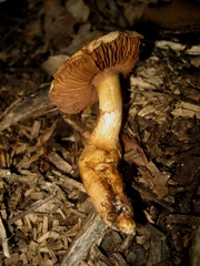 Cortinarius caligatus