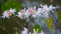 Rhododendron canescens