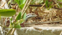 Trachylepis quinquetaeniata