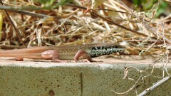 Trachylepis quinquetaeniata