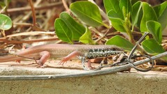 Trachylepis quinquetaeniata