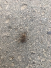 Leptoglossus occidentalis