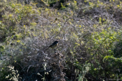 Saxicola rubicola