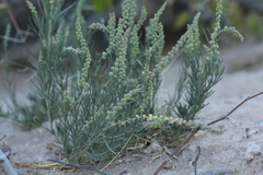 Oligomeris linifolia