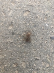 Leptoglossus occidentalis