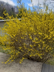 Forsythia suspensa