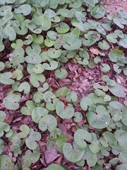 Petasites pyrenaicus
