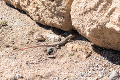 Acanthodactylus schreiberi