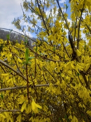 Forsythia suspensa