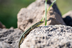 Phoenicolacerta troodica