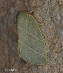 Bena bicolorana