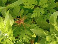 Pisaura mirabilis