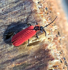 Dictyoptera aurora