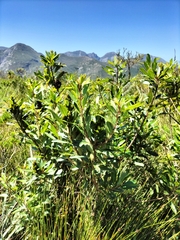 Laurophyllus capensis